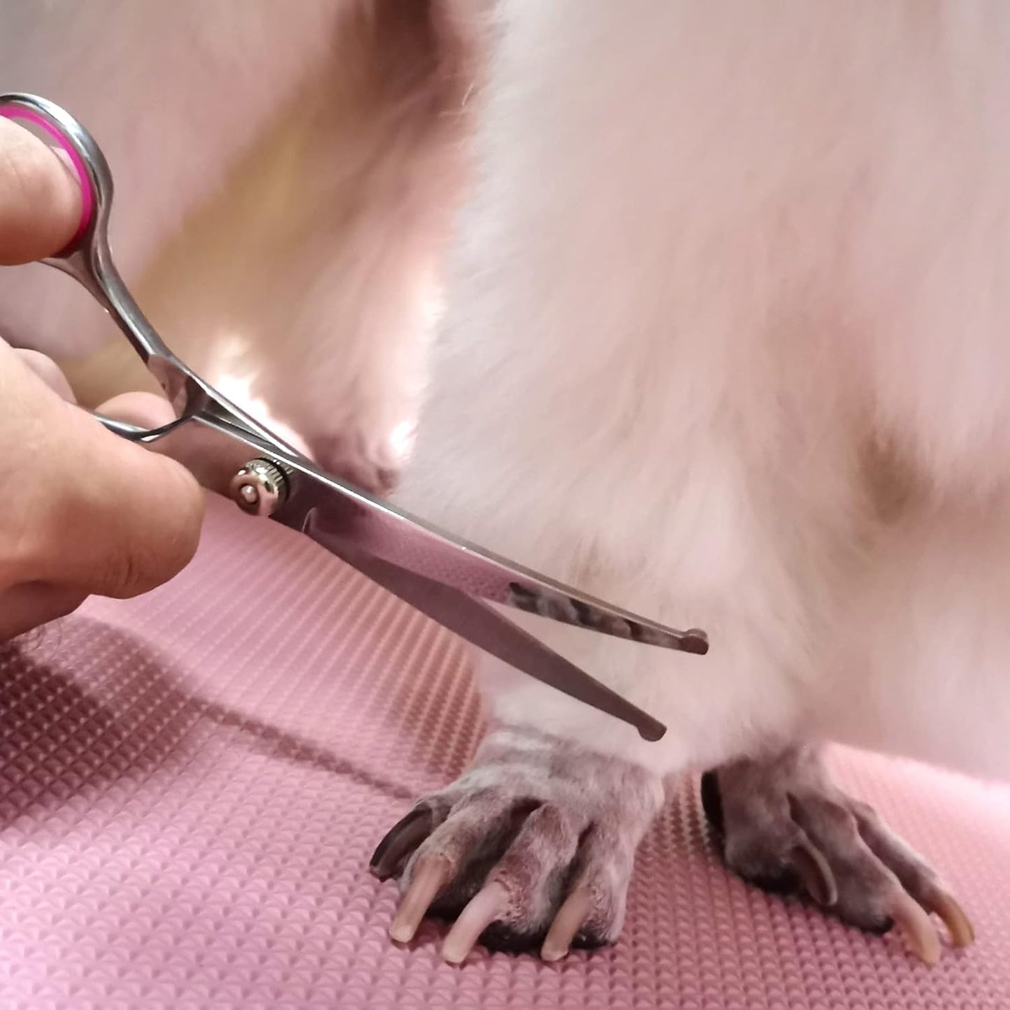 Dog Grooming Kit with Safety Round Tips Stainless Steel Professional Dog Shears Set - Thinning, Curved Scissors and Comb for Cat Pet