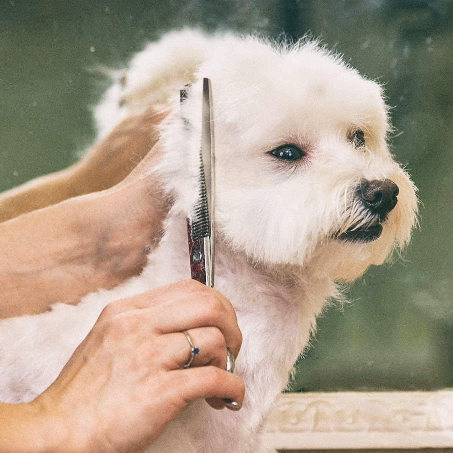 Titanium Coated Professional 6 in 1 4CR Stainless Steel Dog Grooming Scissors with Safety Round Tip, Heavy Duty Pet Grooming Scissor for Dogs, Cats and Other Animals